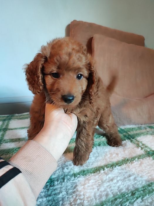 Wyjątkowy rudy piesek Cockapoo F1 B więcej genów pudla