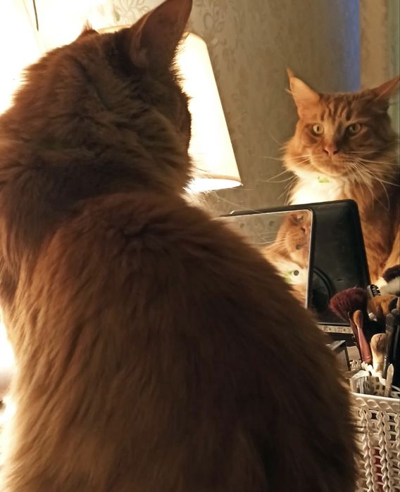 Пропав котик мейн кун Рижуля