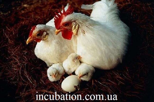 Инкубационное яйцо Хайсекс Вайт белый