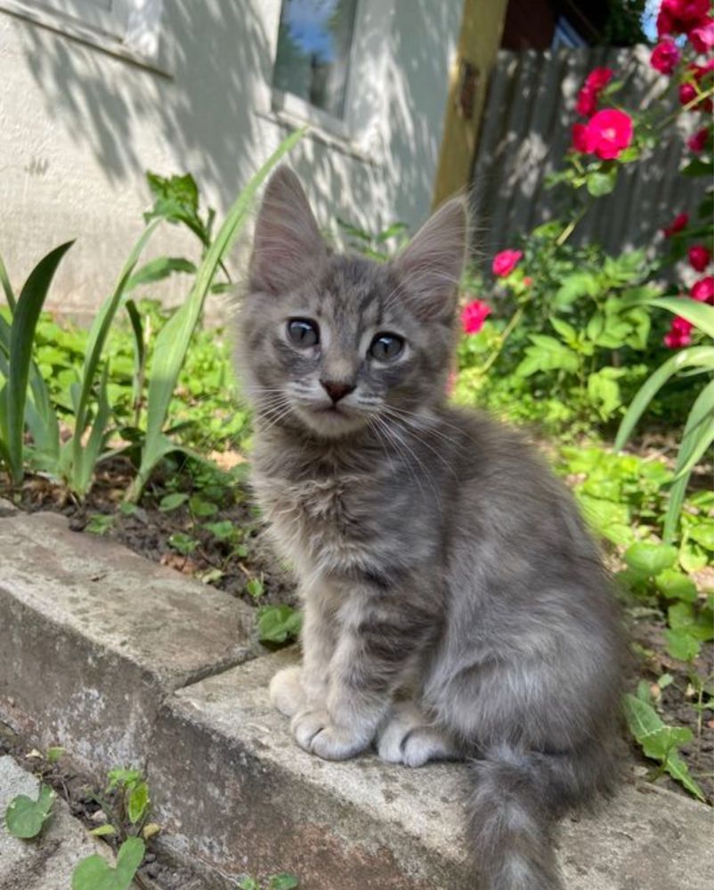 Срочно отдам котят( смесь сиамской кошки и обычного кота)