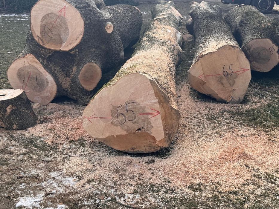 Jesion kłody drzewo drewno