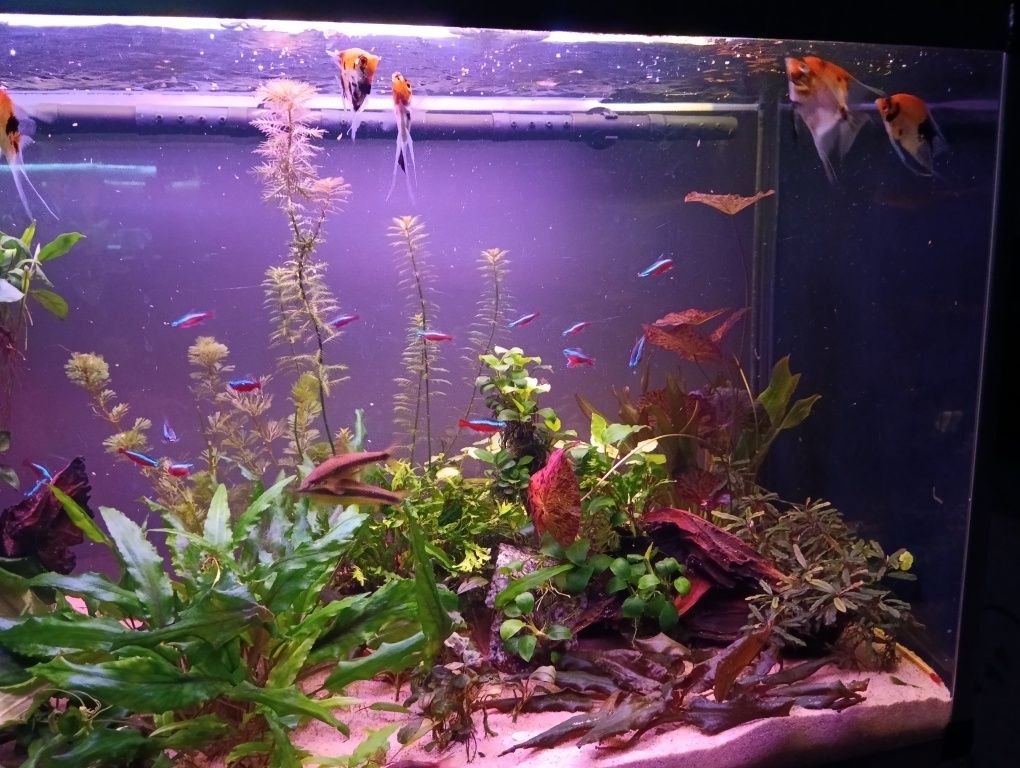 Akwarium 200l cały zestaw