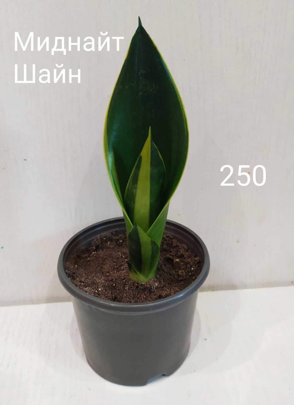 Сансевиерия Миднайт Шайн