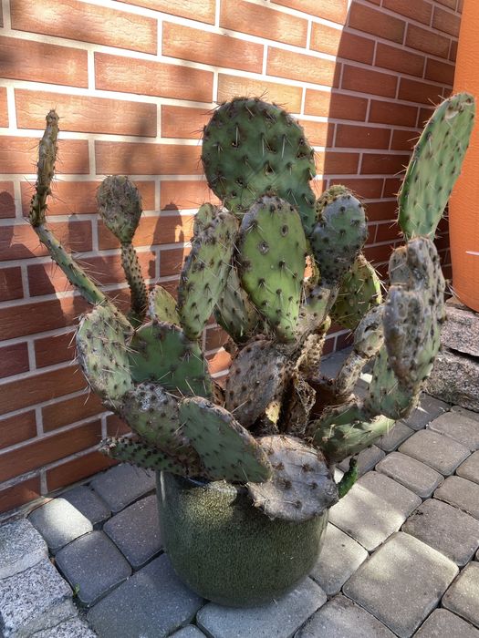 Rośliny ogrodowe agawy grubosze kaktusy opuncje