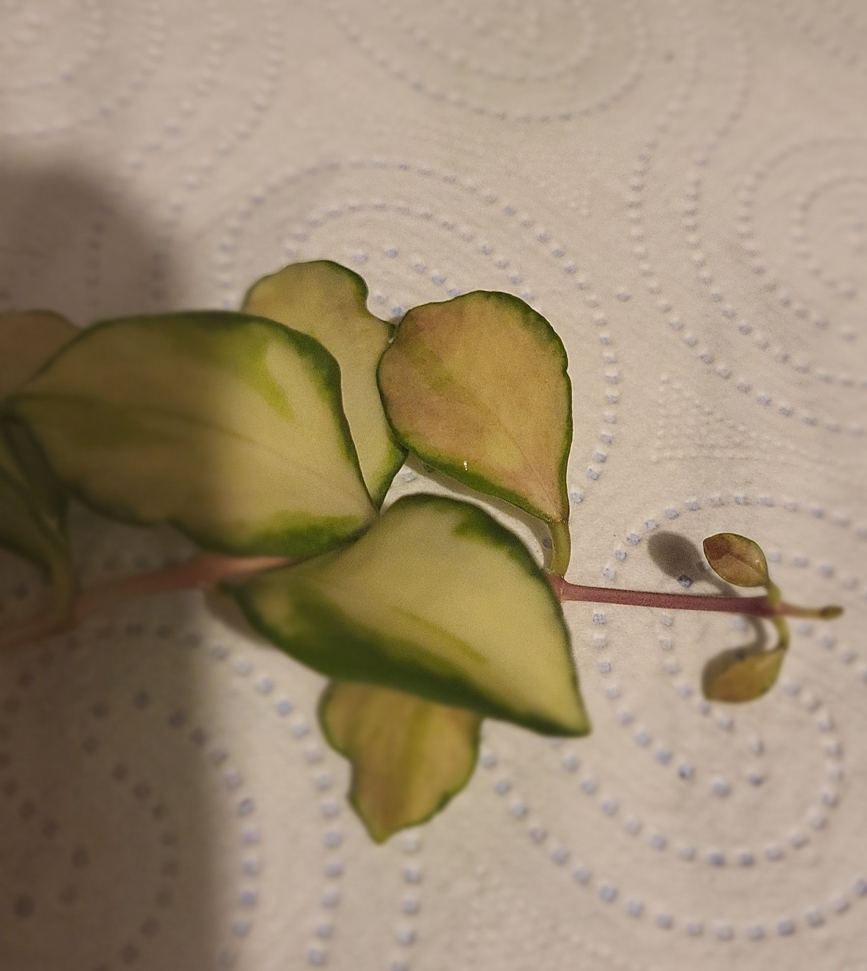 Hoya heuschkeliana variegata