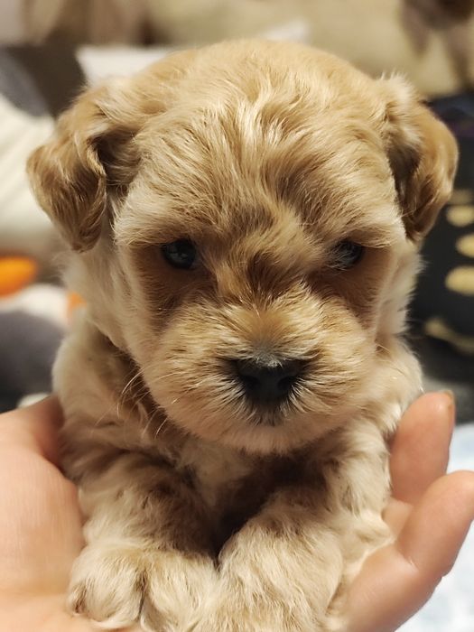 Bardzo mały piesek Maltipoo