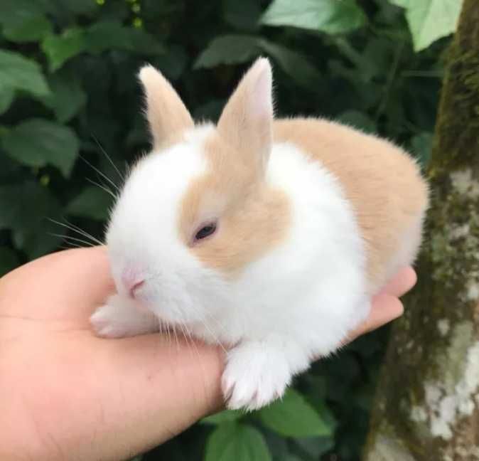 Coelhos anões mini + gaiola nova + alimentação adequada