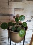 Roślina Pilea (pieniążek) piękna, modna roślinka.