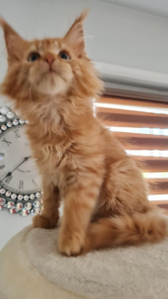 Maine coon  kocur rudy