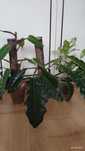 Rośliny filodendrony i dracena