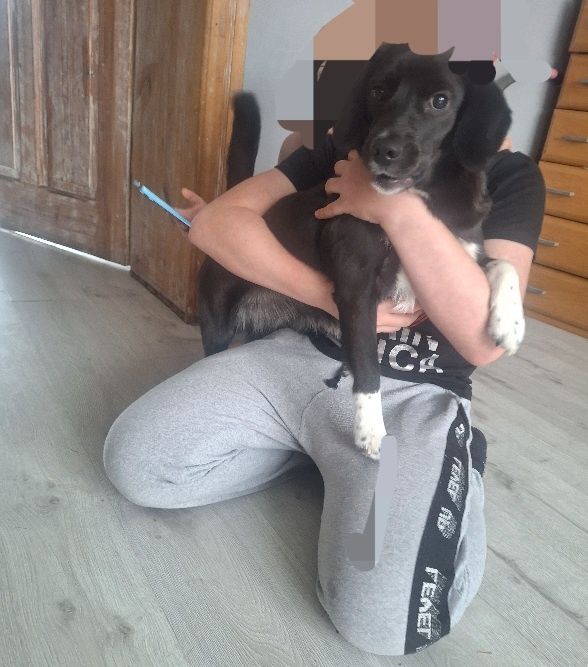 Oddam psa w dobre ręce