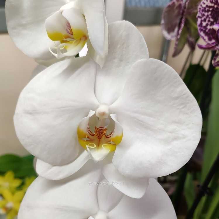 Орхидеи уценка и распродажа в Земля-Х