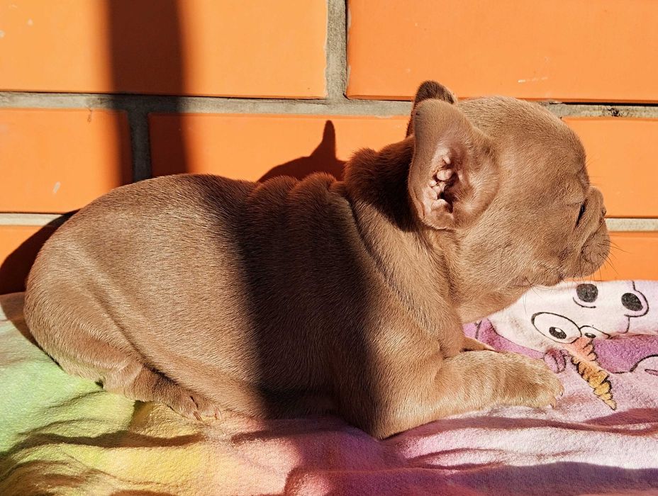 Цуценя французький бульдог дівчинка