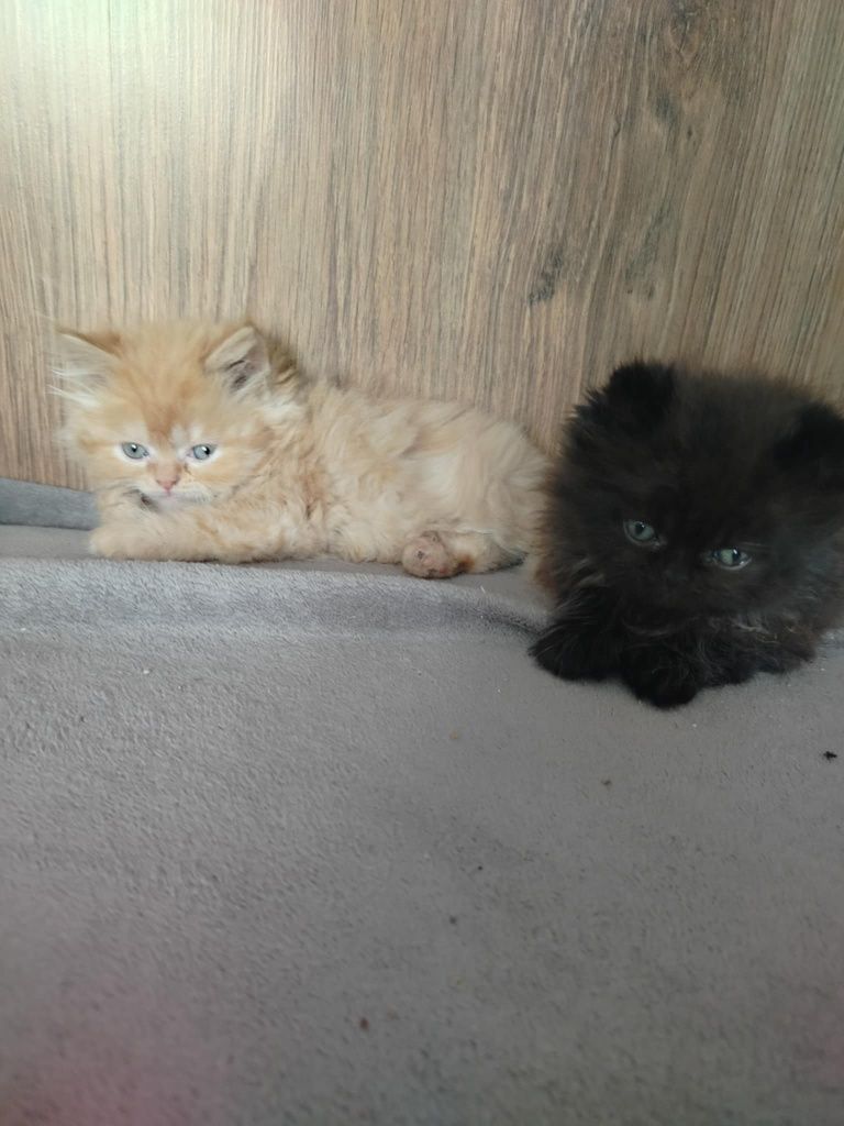 Kot kocur kocurek pers perski