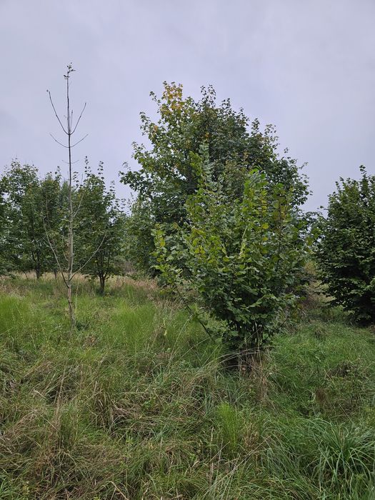 Oddam drewno w zamian za wycięcie