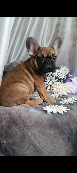 Дівчинка французький бульдог
