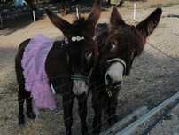 Burros Mirandeses (Casal)