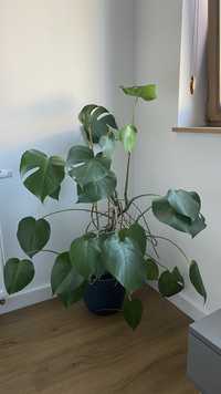 Monstera w ceramicznej szarej donicy