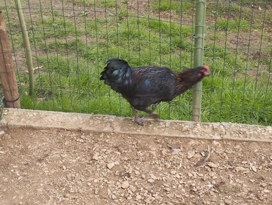 Frango Aroucano preto com 9 meses