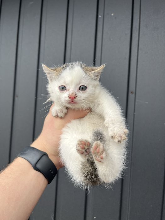 Oddam małe koty w dobre ręce