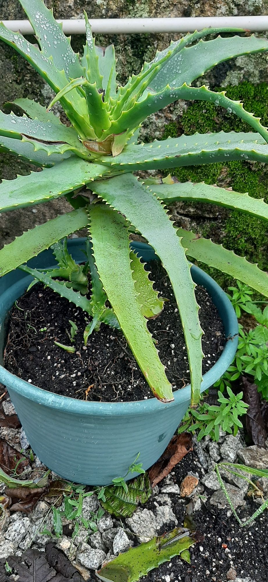 Cactos aloe vera