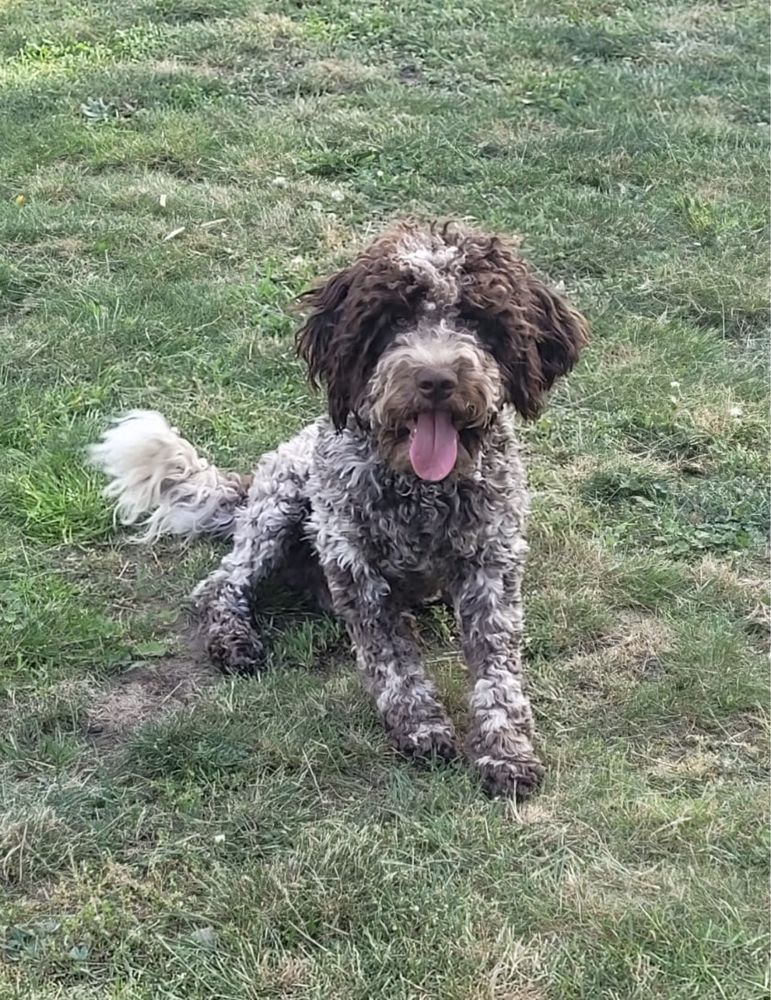 Lagotto Romagnolo FCI