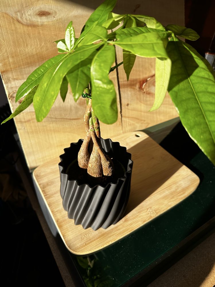 Vaso Exterior para Planta