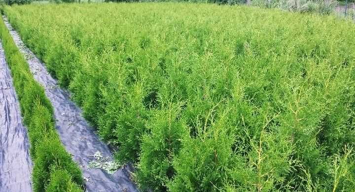 Tuja Brabant 130-150 cm na szybki żywopłot Kopane z gruntu