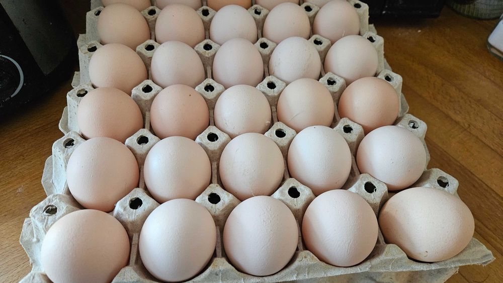 Jajka wiejskie z dostawą