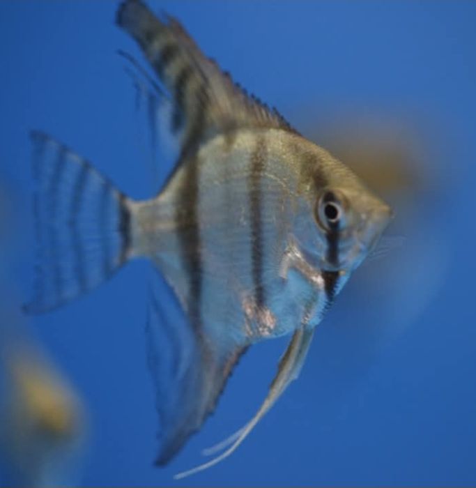 Escalares pinoy azuis juvenis