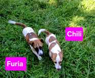 Piękne umaszczenie !!! suczka Jack Russell krótkie nózki rodzice w hod