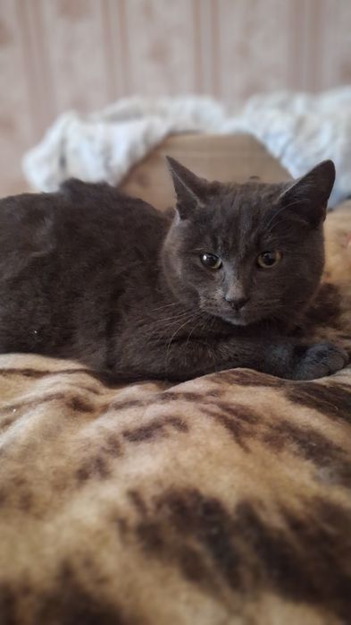 Хлопчик британець у хороші руки!