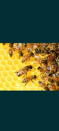 Продам Пчелосемьи или Пчелопакеты
