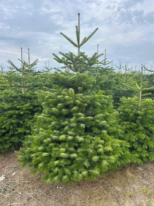 Jodła Kaukaska - Choinka Świąteczna Choinki Duża ilość dostawa PL