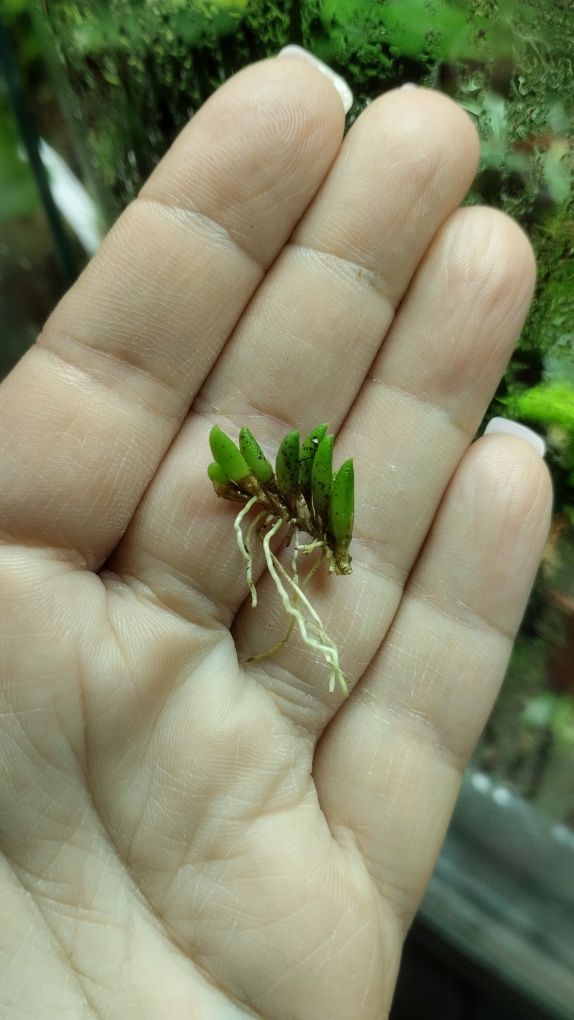 Мікроорхідея pleurothallis leptotifolia