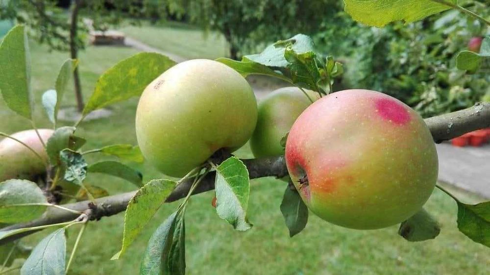 Dzialka ROD Leśnik, Przybyszewskiego