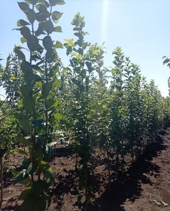 Саженцы плодовых Груши Яблони Черешни Персик,Колоновидные, Розы, є все