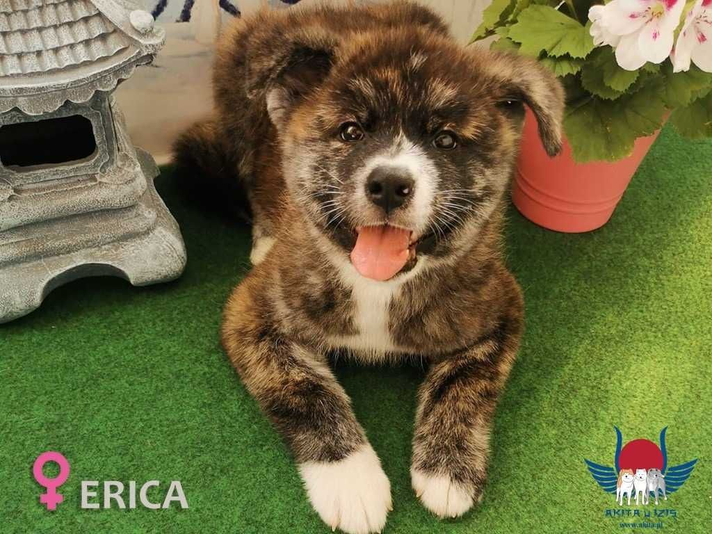 Szczeniak suczka po importach Akita japońska ZKwP/FCI & AKIHO