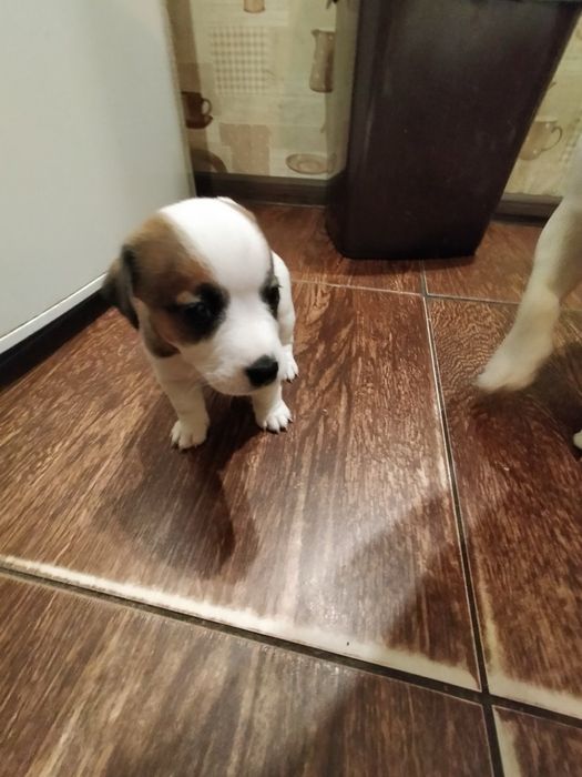 Продаю собачок джек расел