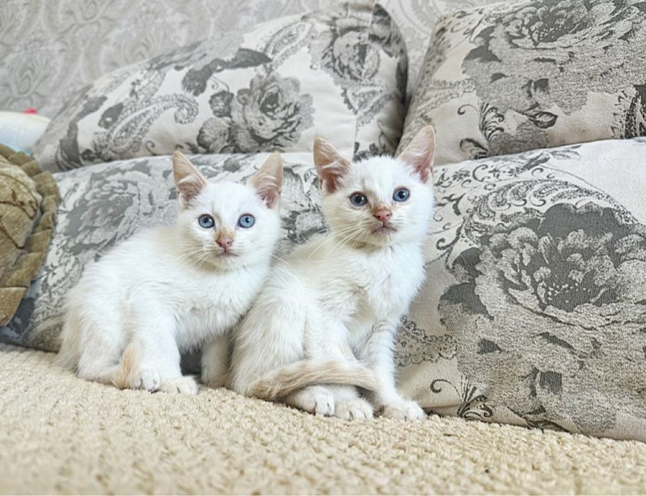 Классные Сиамочки)