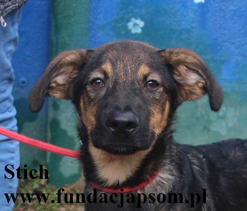 Stich, wilczkowaty szczeniak