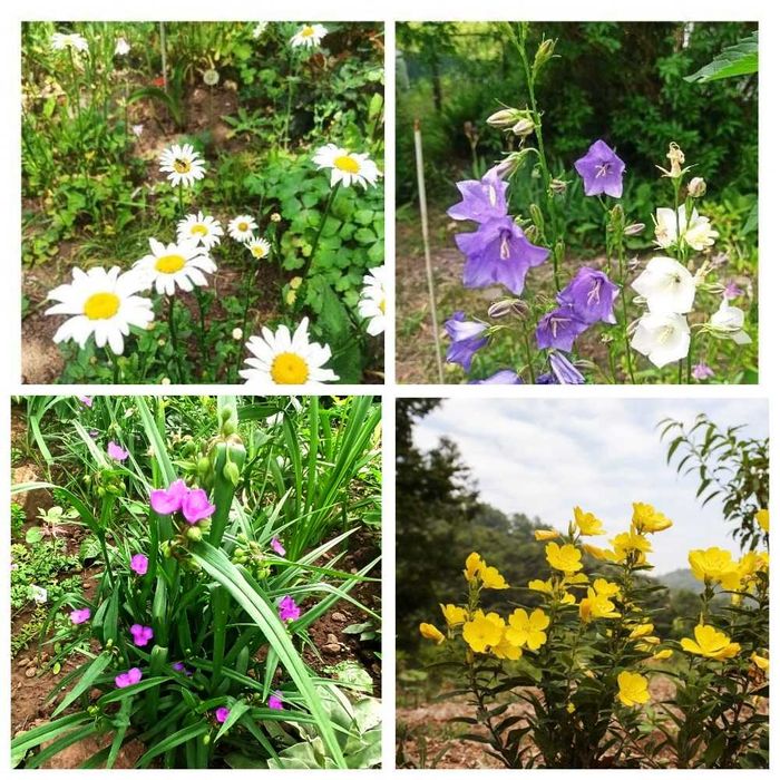 Садовые растения. Почвопокровные. Вечнозелёные. Пестролистные