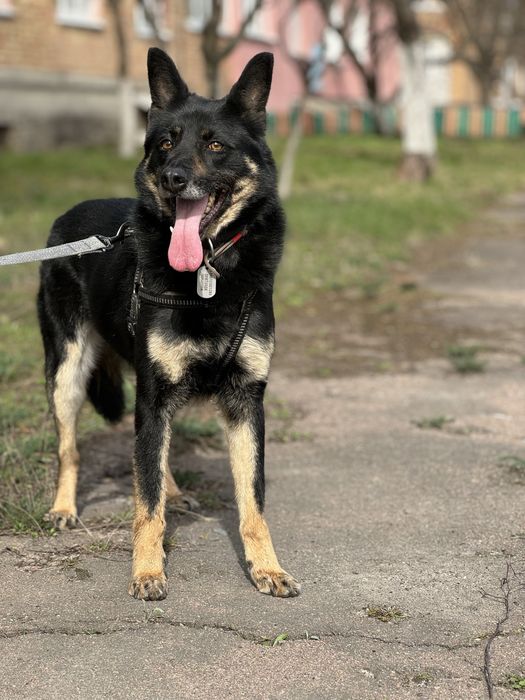 Собака для будинку з притулку