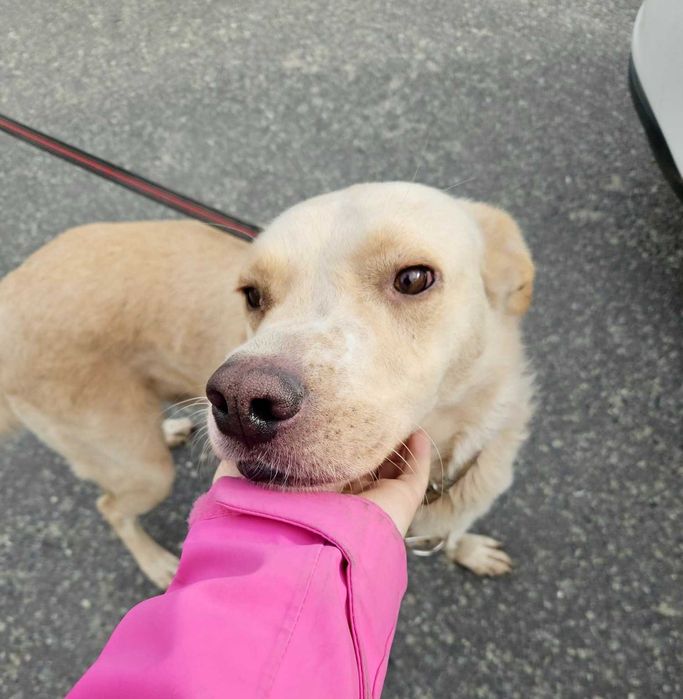 BREGUŚ pies w typie labradora o gołębim sercu szuka domu