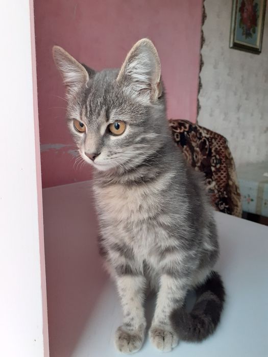 Дуже гарні, ласкаві та контактні котик і кішечка 4-х місяців