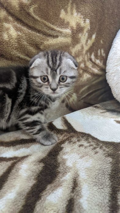 Шотландские котята