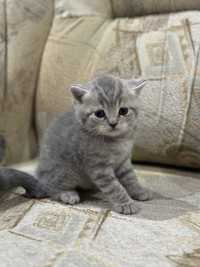 Кошенята сірі гарні кошеня скотіш фолд страйт котенок дівчинка хлопчик