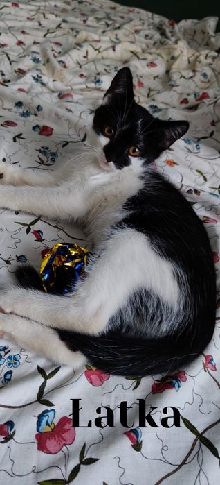 Słodki jak cukierek, a nie tuczy :-) Irys poleca się do adopcji