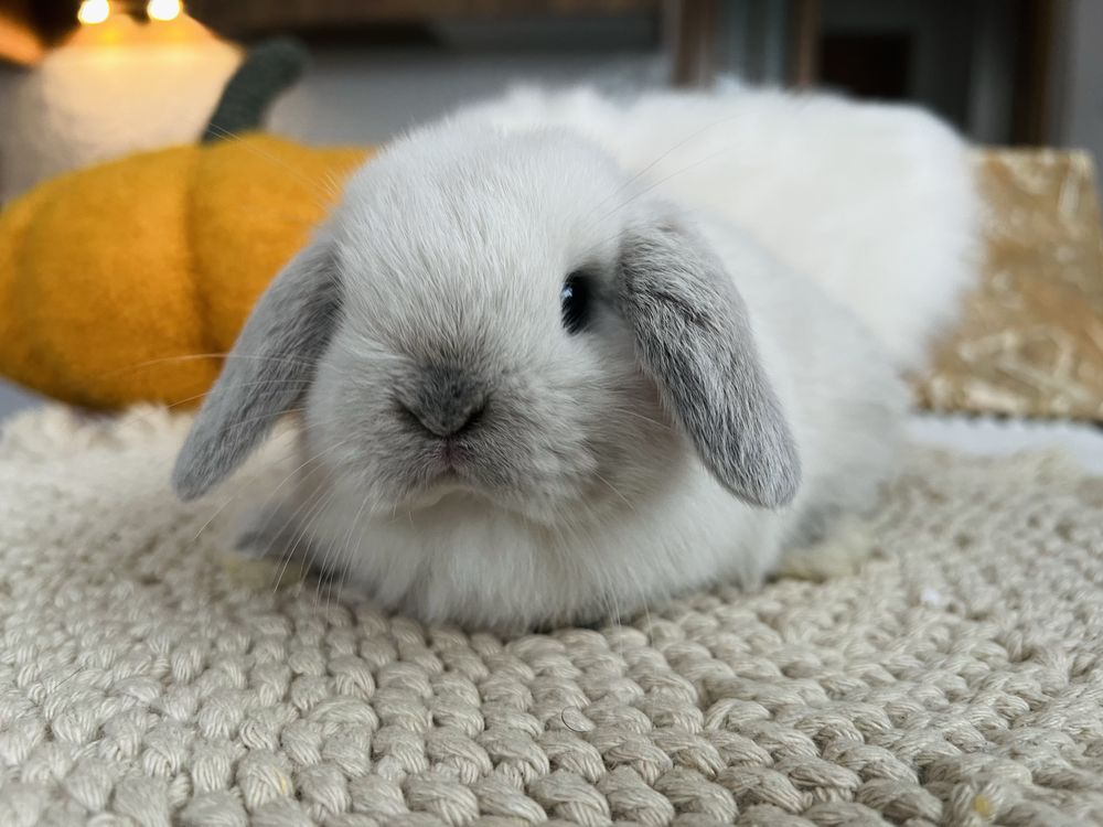 MINI LOP 100% króliki rasowe, HODOWLA - króliczek miniaturka, królik