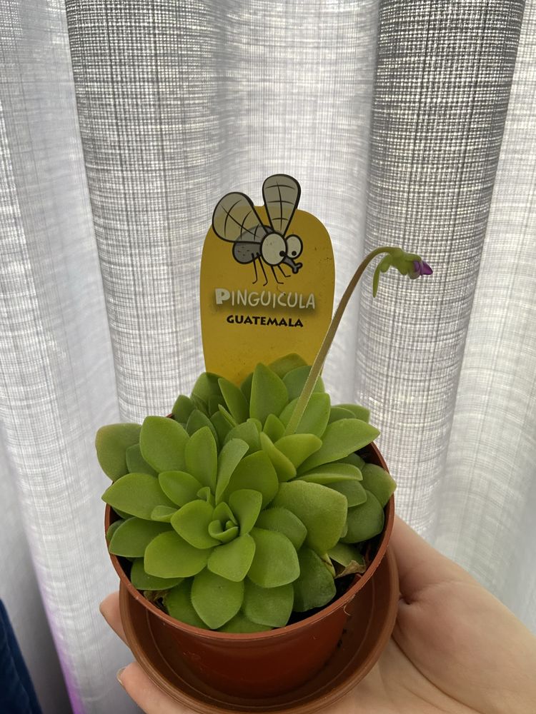 Planta Pinguicula Guatemala